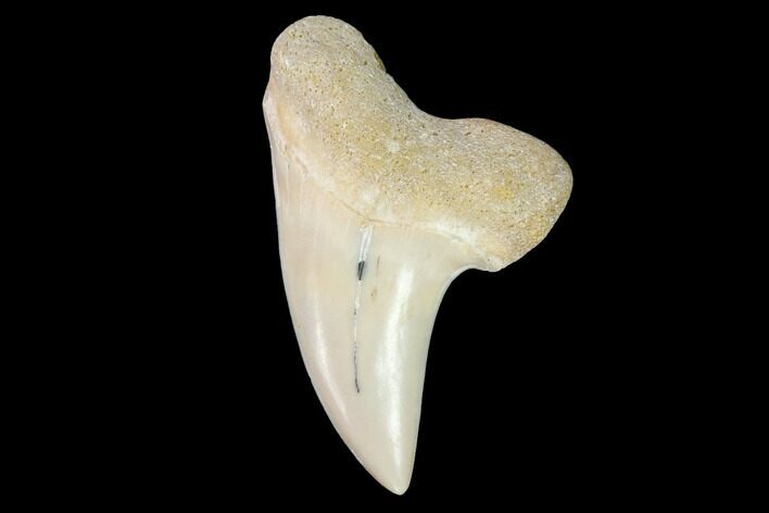 Fossil Shark (Carcharodon planus) Tooth - Sharktooth Hill, CA #94681
